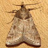 Aglossa basalis